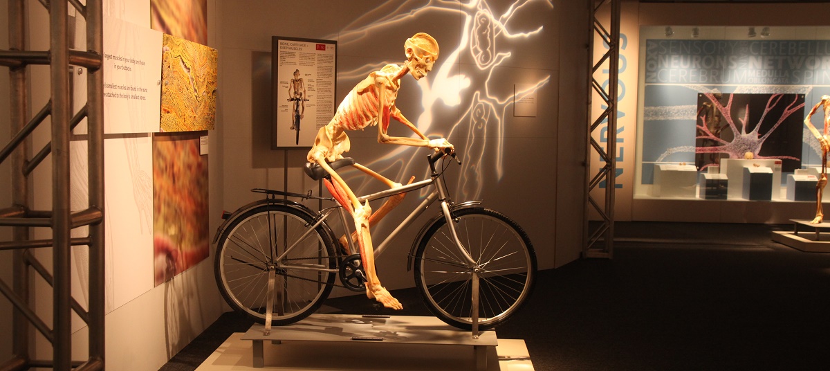 bodies revealed at science museum oklahoma bodies revealed at science museum oklahoma