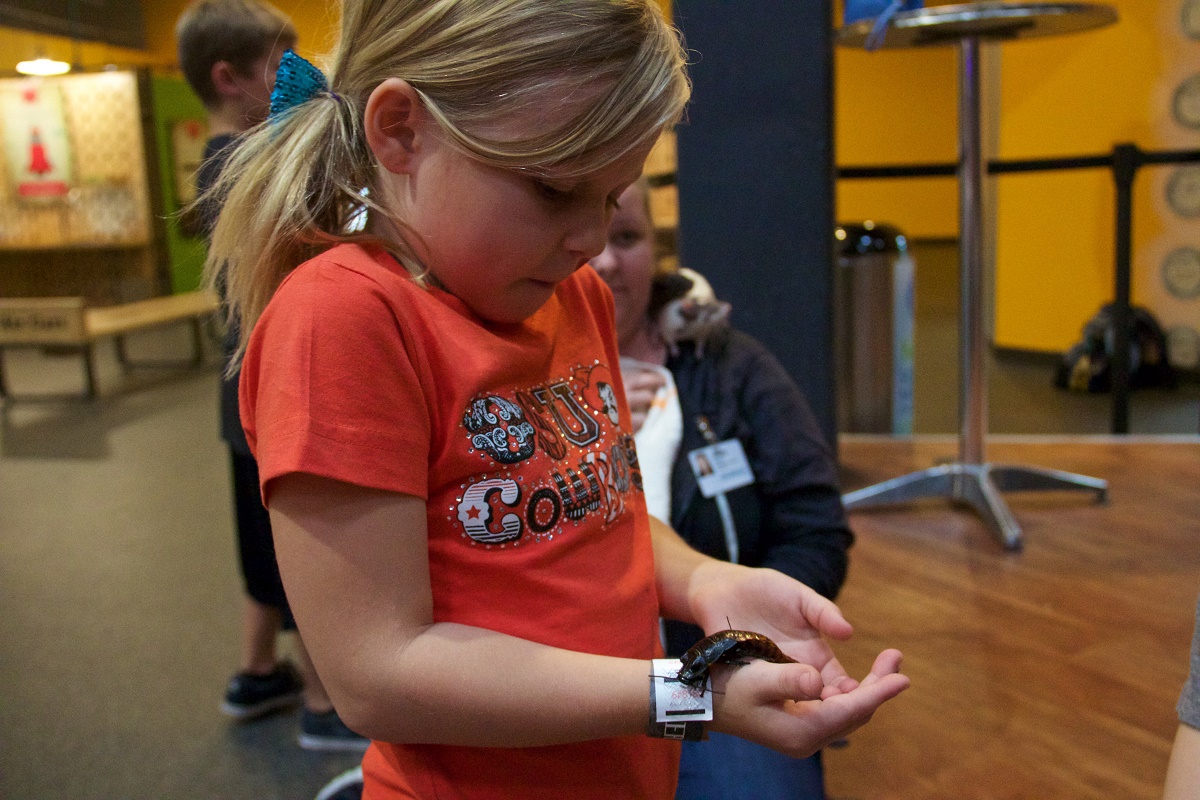 A child holds at Madagascar hissing cockroach at Science Museum Oklahoma