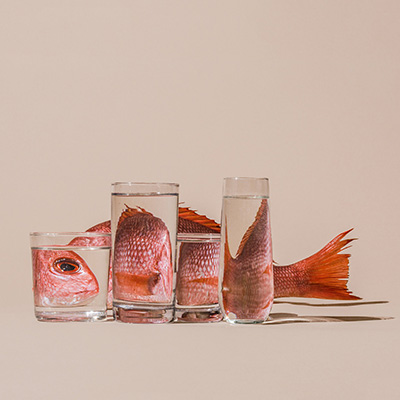 Suzanne Saroff - Perspective Fish