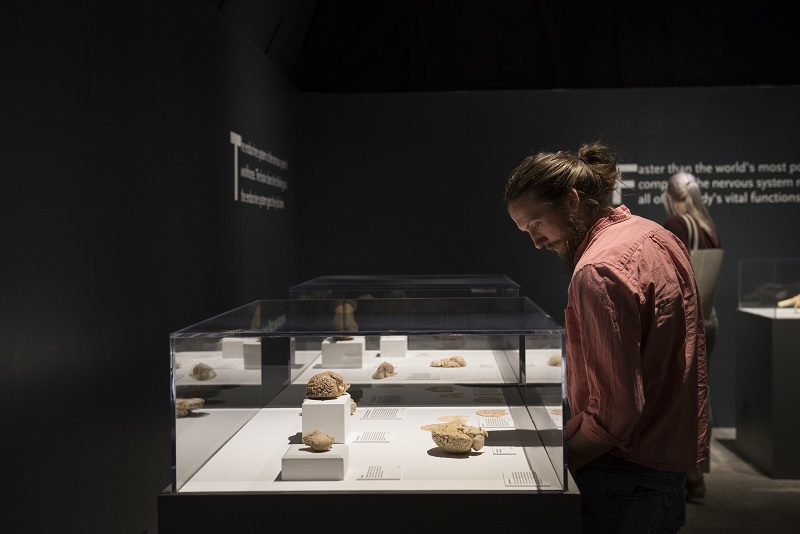 Bodies Revealed at Science Museum Oklahoma