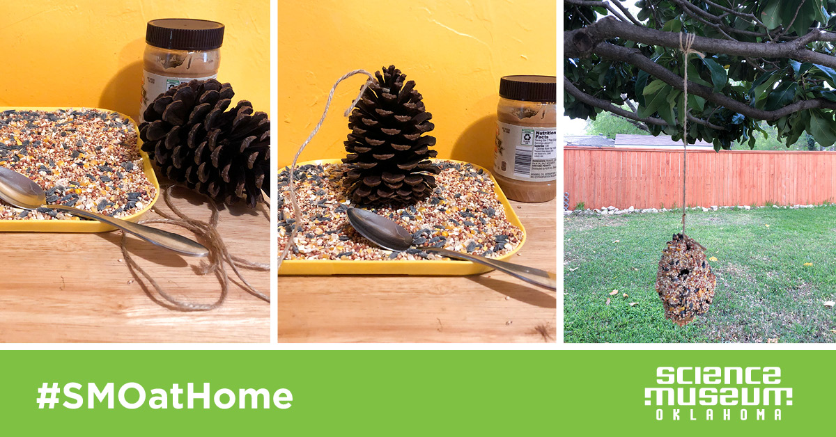 Try This: Make a Bird Feeder from Recycled Material