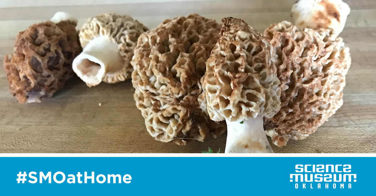Try This: Morel Mushroom Hunting