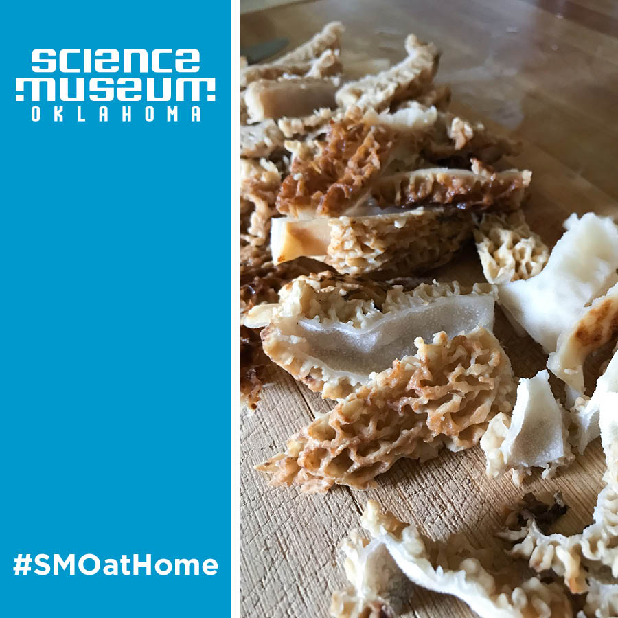 Morel Mushroom Hunting SMOatHome Science Museum Oklahoma