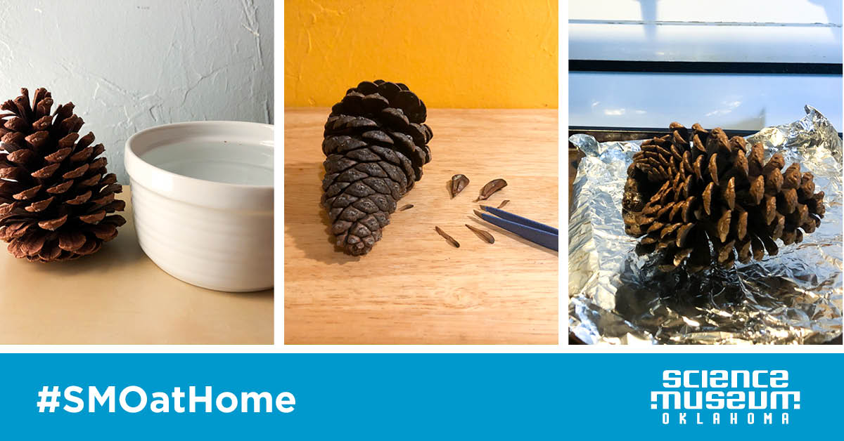 Try This: Investigate Pinecones!