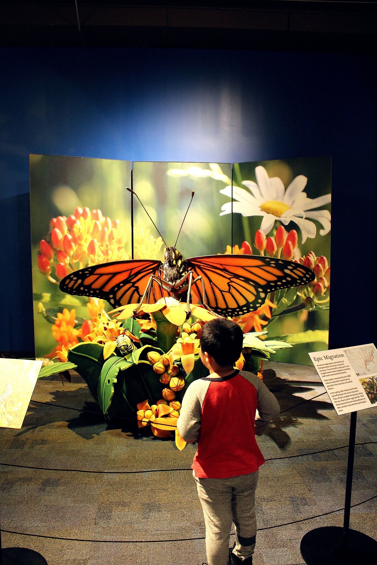 monarch butterfly at science museum oklahoma backyard bugs at science museum oklahoma