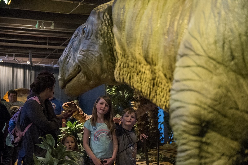 Tenontosaurus, a long-tailed herbivore, in Science Museum Oklahoma's "Red Dirto Dinos"