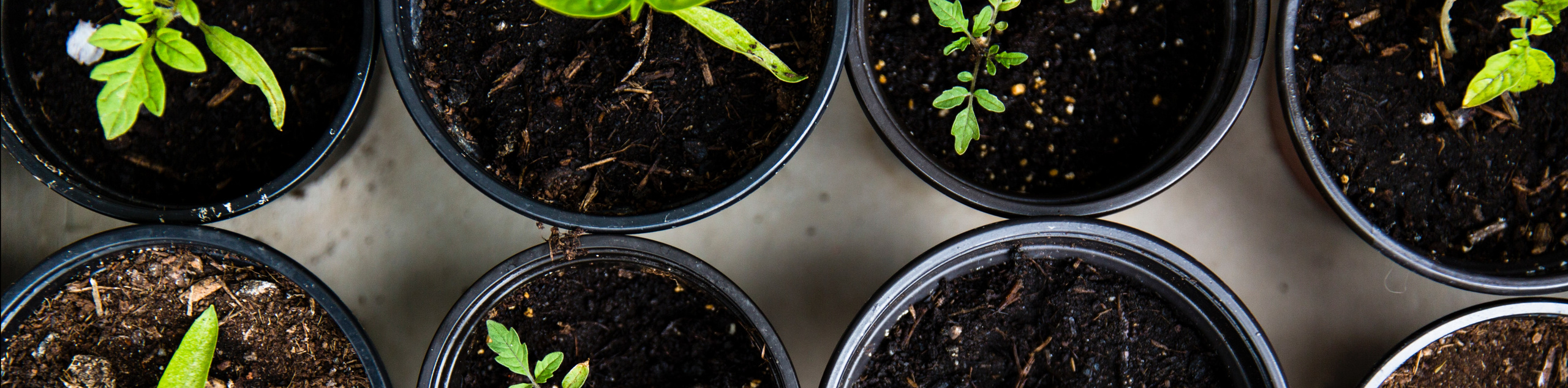 Image of seed starters for Gardening 101 at Science Museum Oklahoma