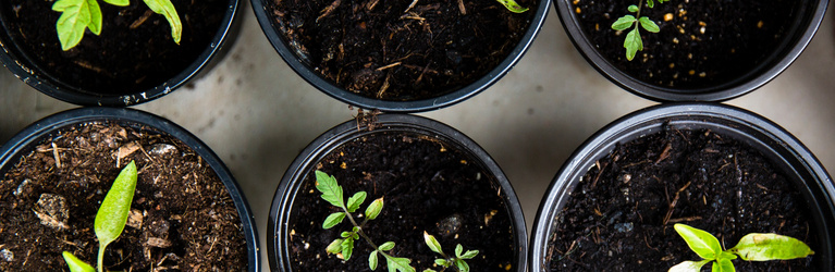 Image of seed starters for Gardening 101 at Science Museum Oklahoma