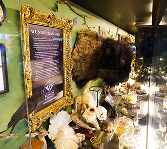 Science Museum Oklahoma’s Wunderkammer exhibit showcases a cabinet of curiosities filled with taxidermy, skulls, and rare natural artifacts.