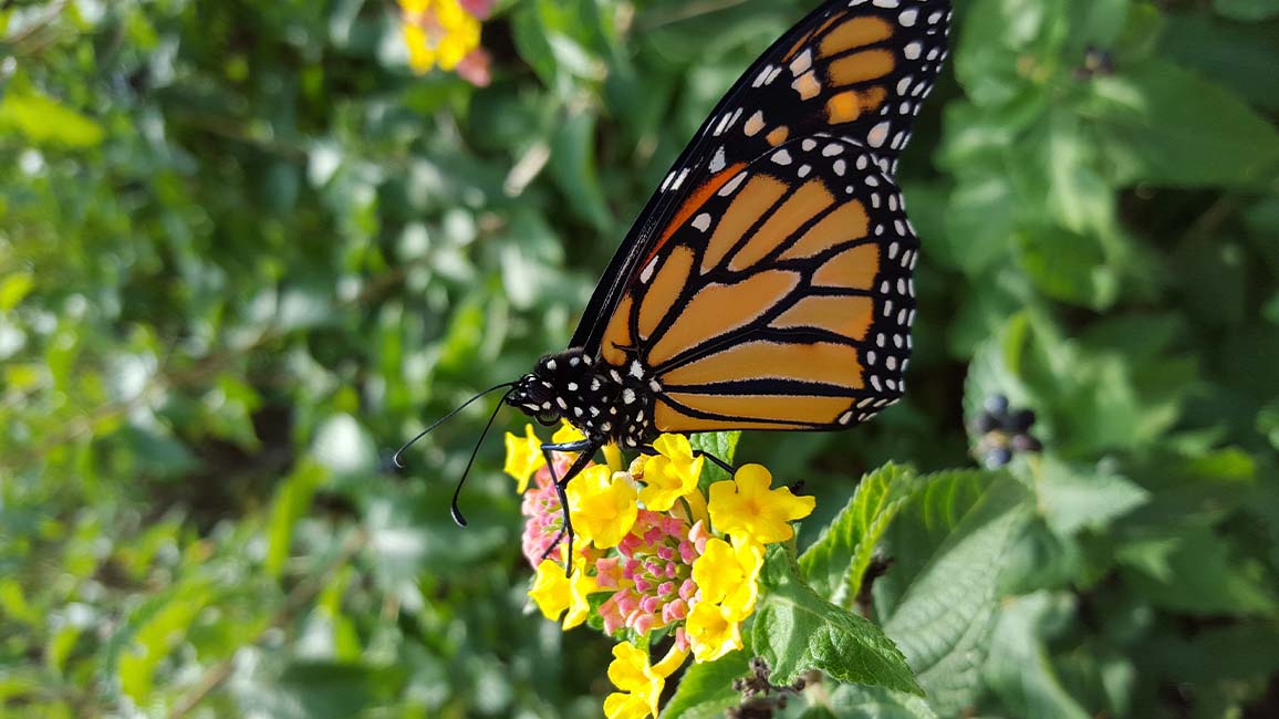 Monarch butterfly lands on yellow and pink flowers in the pollinator garden at Science Museum Oklahoma.