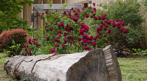 Blooming red roses and a cross-section of a giant tree trunk highlight the outdoor Gardens at Science Museum Oklahoma, where nature meets science education.