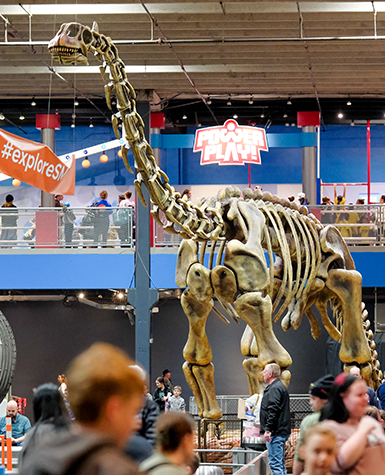 Dinosaur skeleton